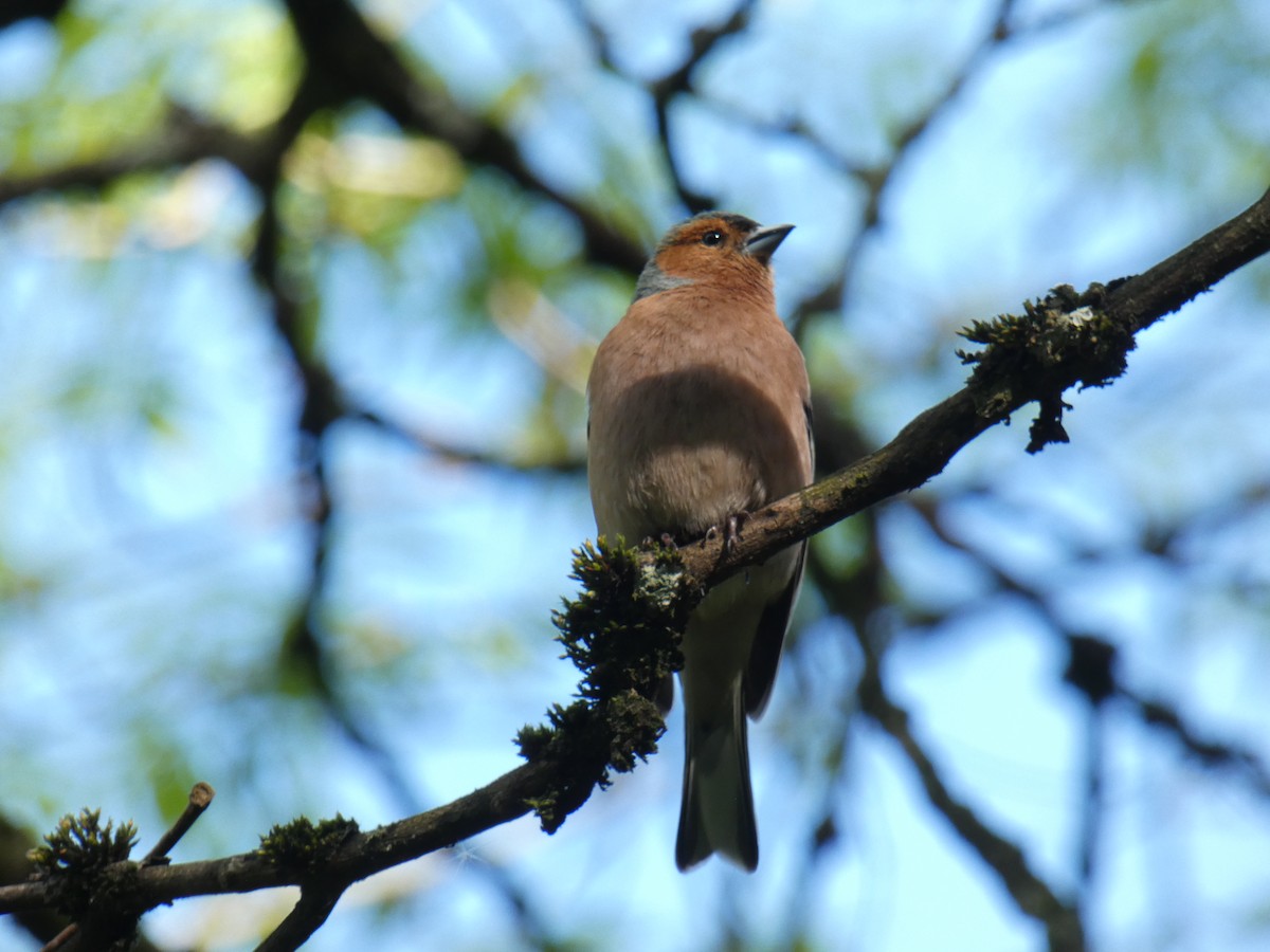 Common Chaffinch - Victor Kulik