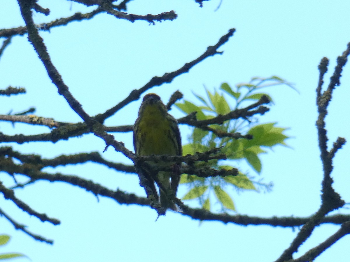 European Serin - Victor Kulik