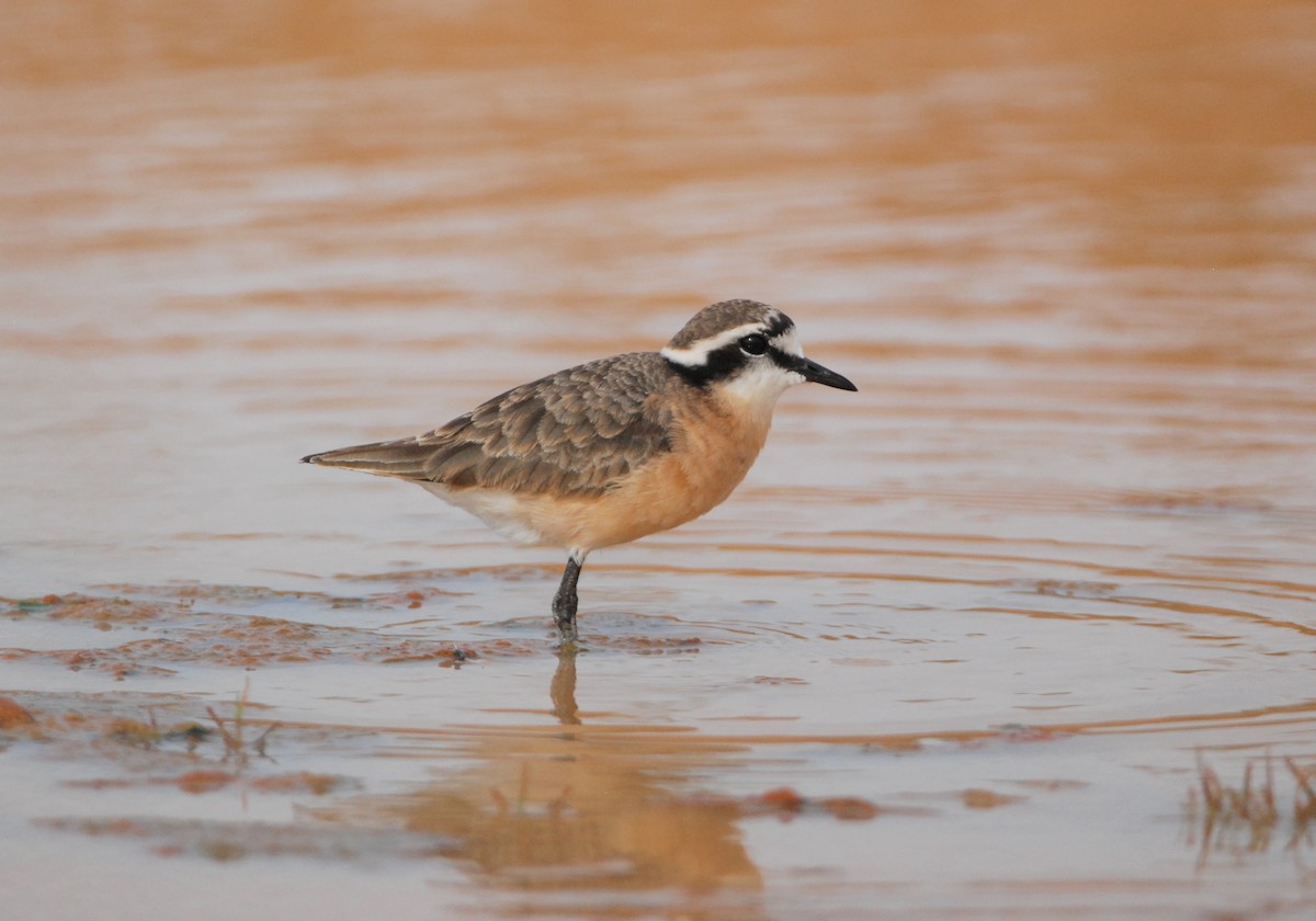 Kittlitz's Plover - ML343935331