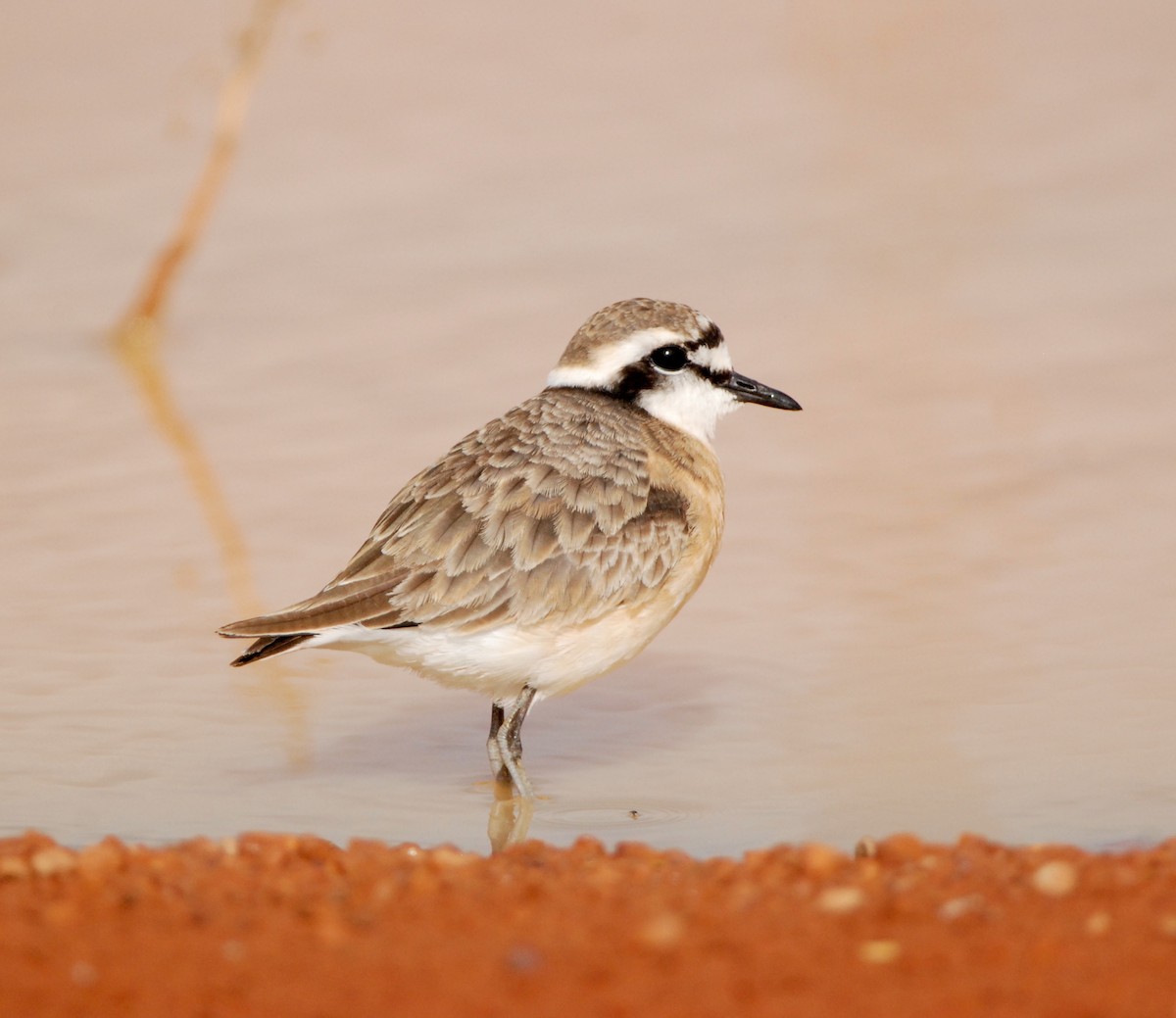 Kittlitz's Plover - ML343935671