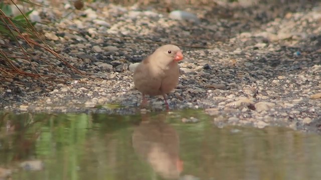 Trumpeter Finch - ML343936021