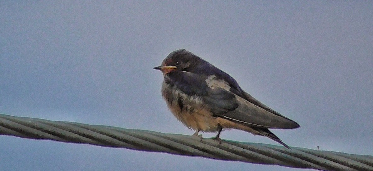 Barn Swallow - ML343936561