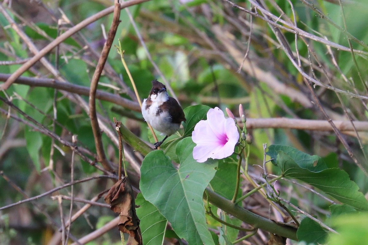 Red-whiskered Bulbul - ML343936671