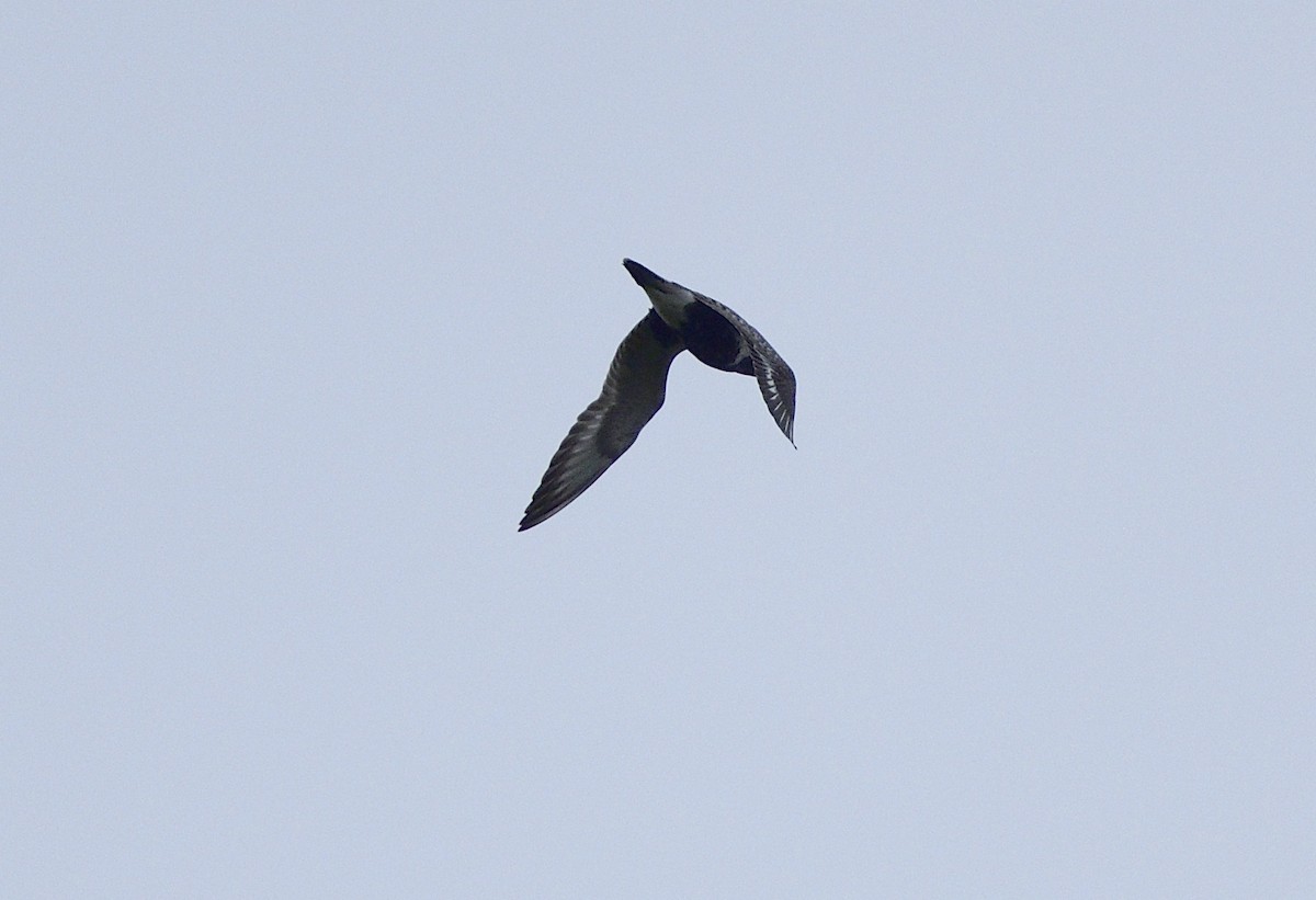 Black-bellied Plover - Bill Thompson