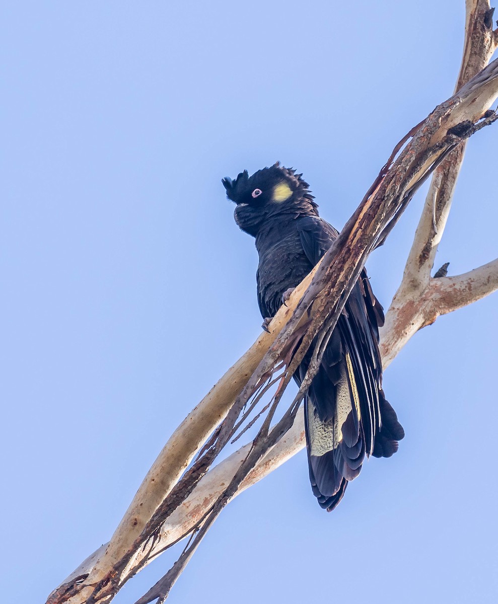 Yellow-tailed Black-Cockatoo - ML343938251