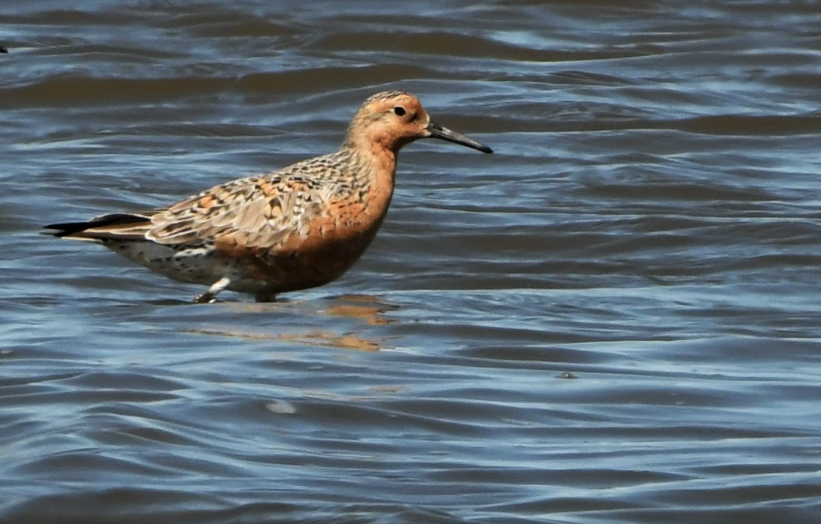 Red Knot - ML343939591