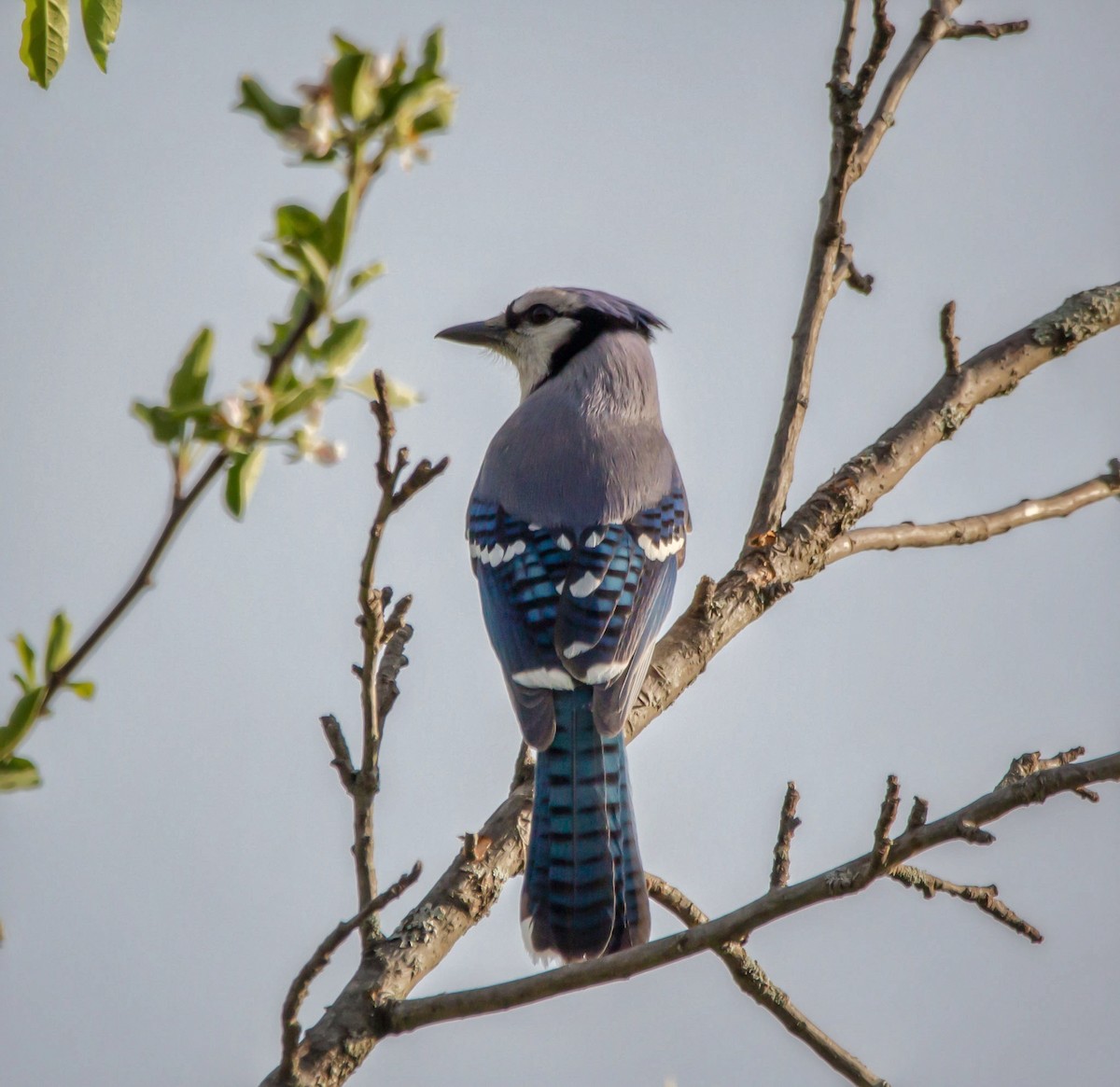 Blue Jay - ML343940981