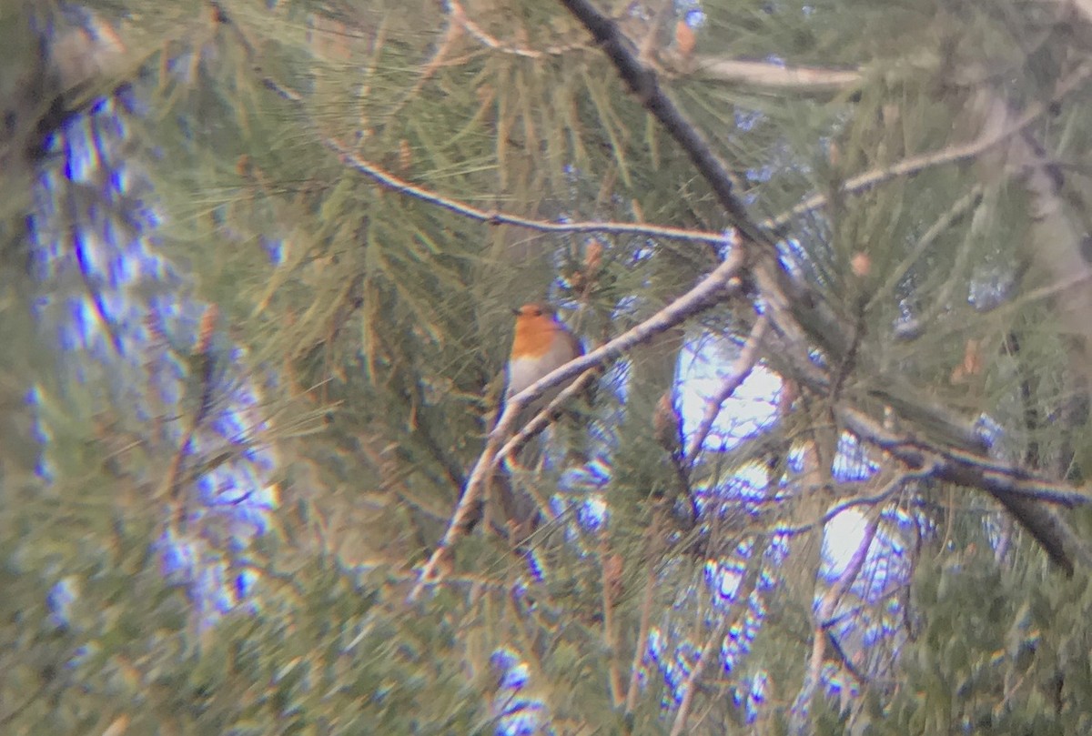 Өрнийн зээрд омруут - ML343941291