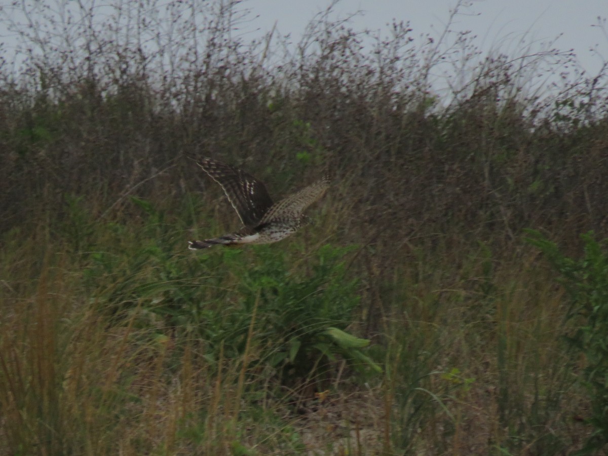 Cooper's Hawk - ML34394191