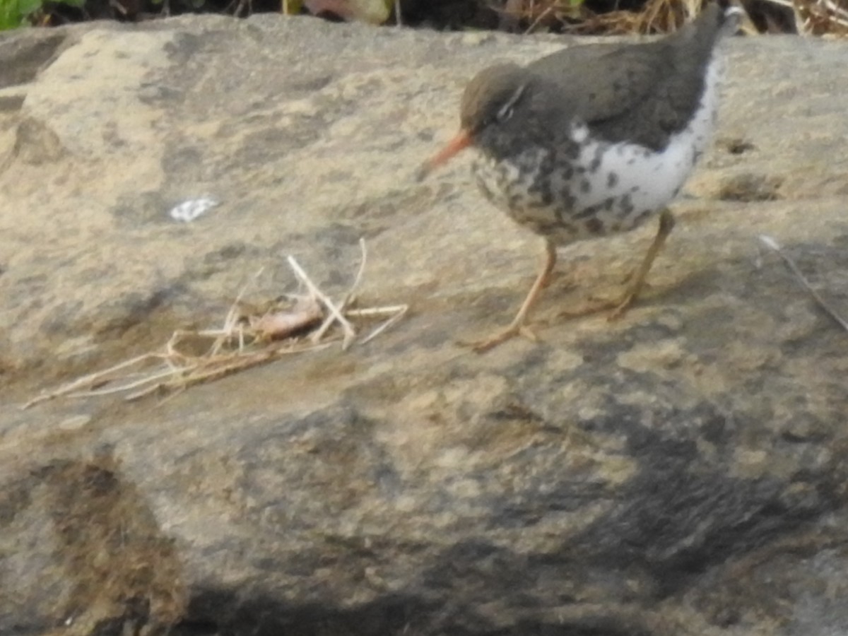 Spotted Sandpiper - steve katsifos