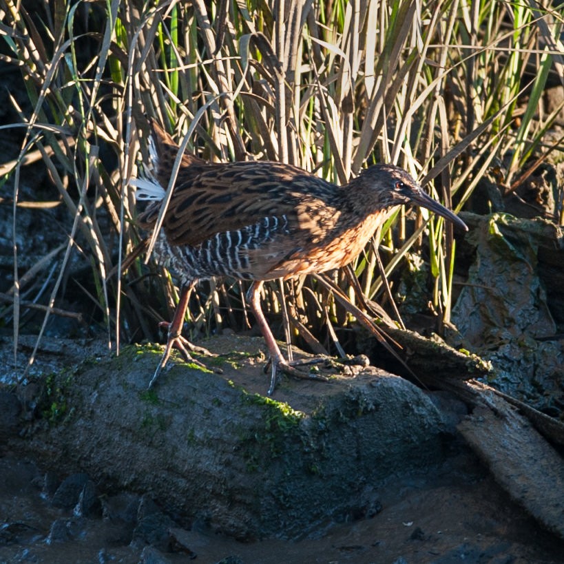 King Rail - ML34394231