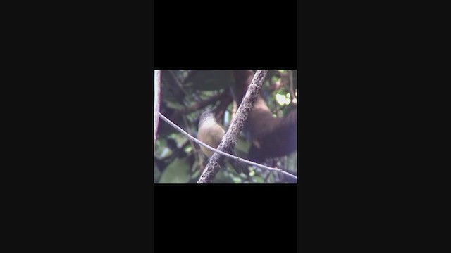 Golden Whistler (Eastern) - ML343942441