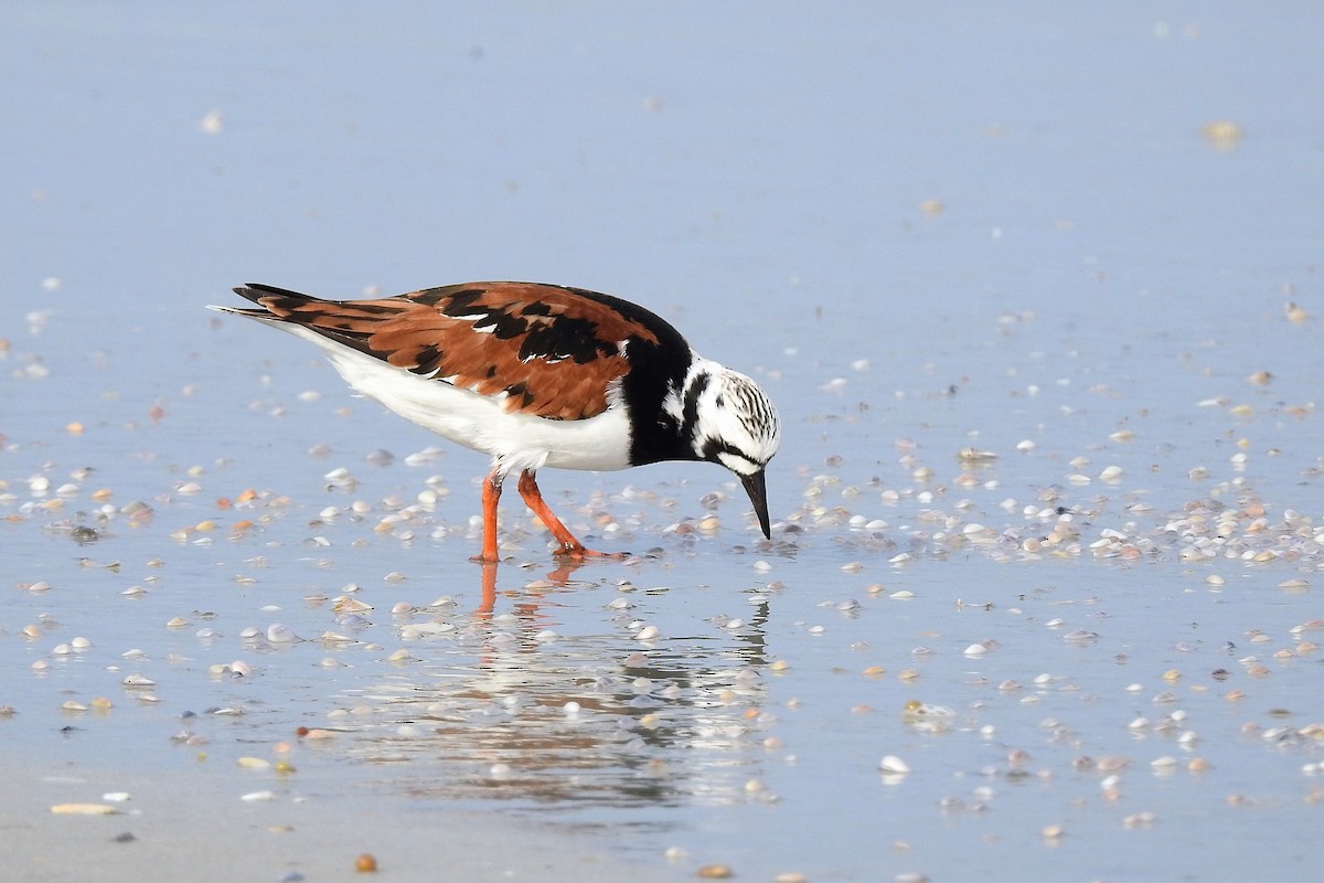 Ruddy Turnstone - ML343942721