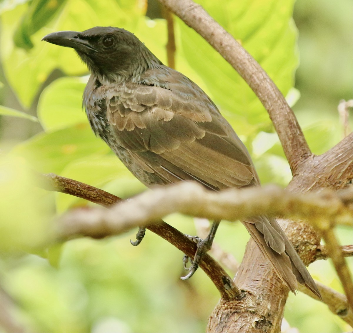 Samoan Starling - ML343944521