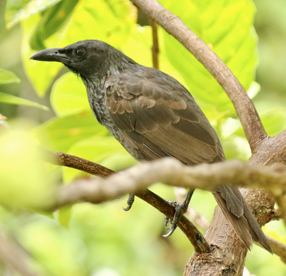 Samoan Starling - ML343944531