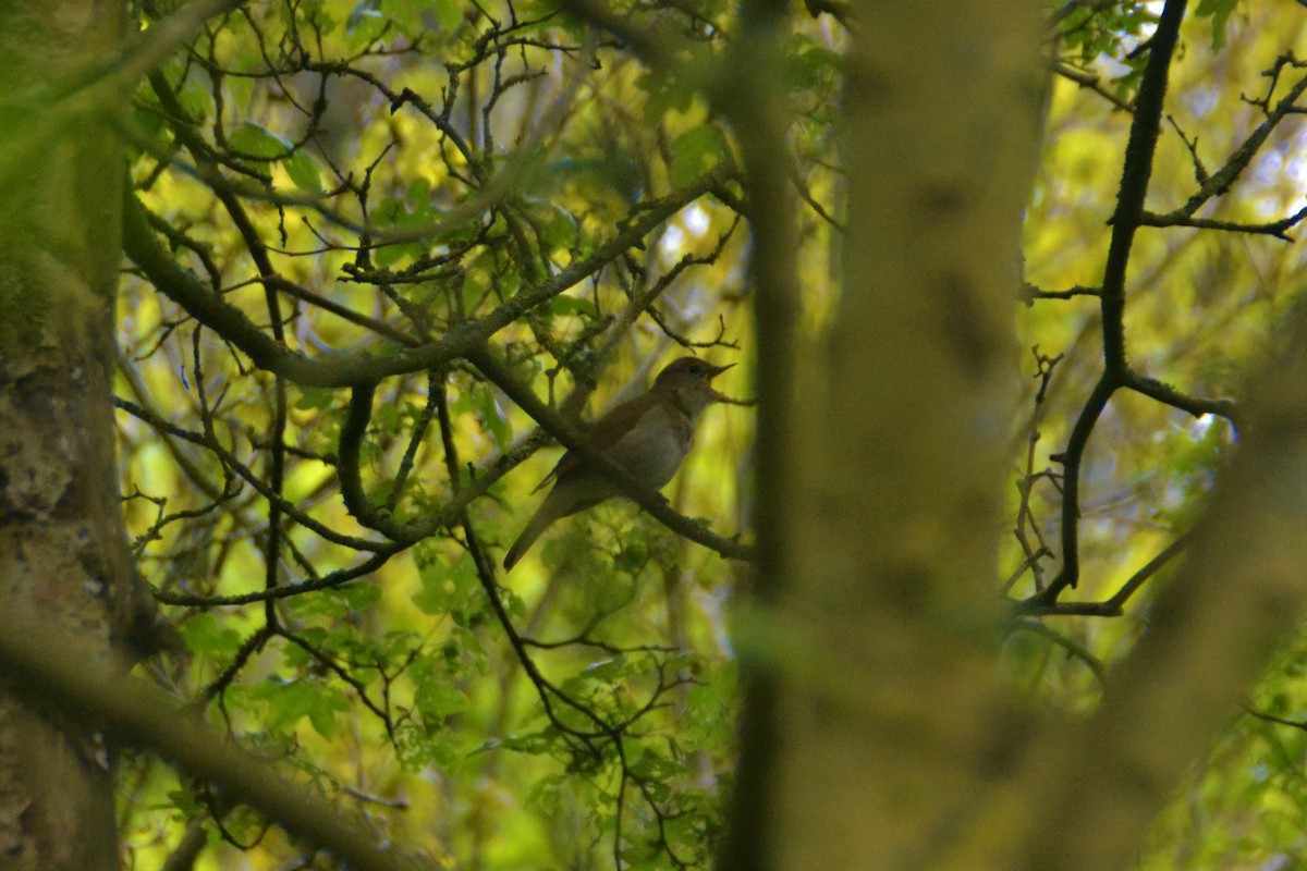 Common Nightingale - Tijmen Korving