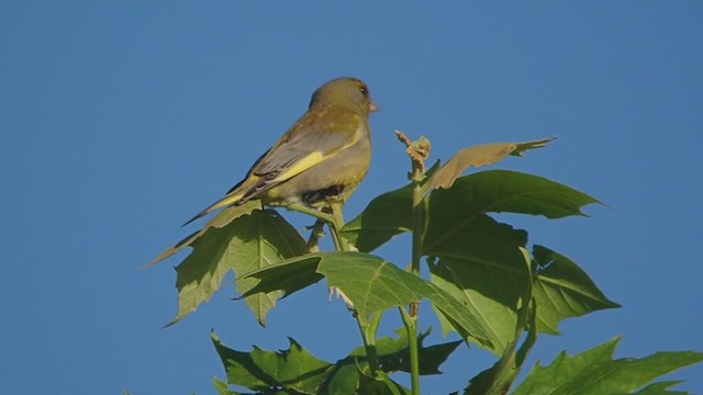 European Greenfinch - ML343948411