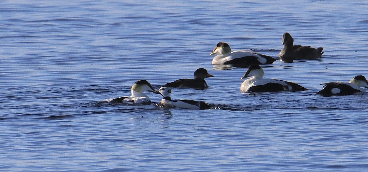 Steller's Eider - ML343949671