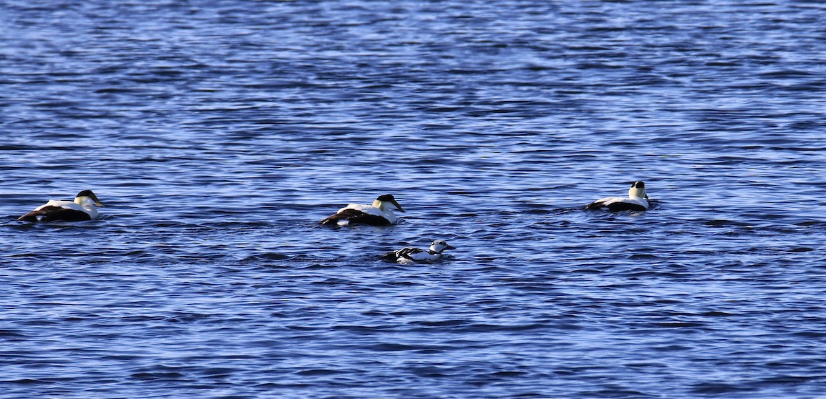 Steller's Eider - Marc Létourneau