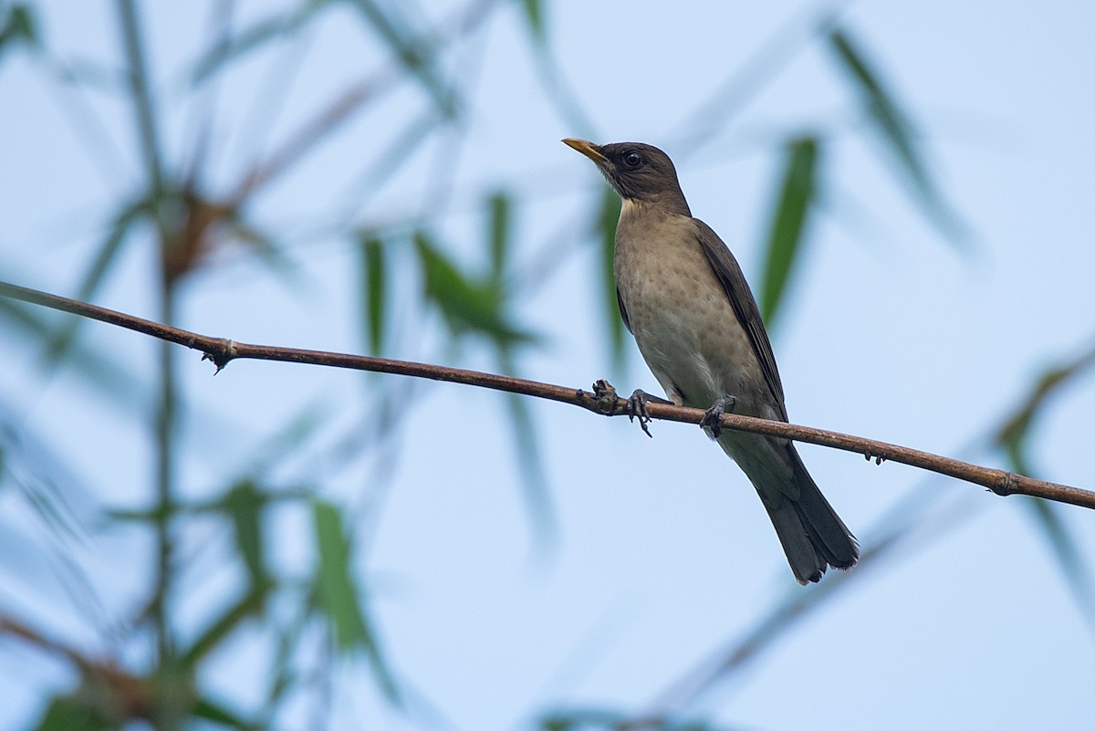 Creamy-bellied Thrush - LUCIANO BERNARDES