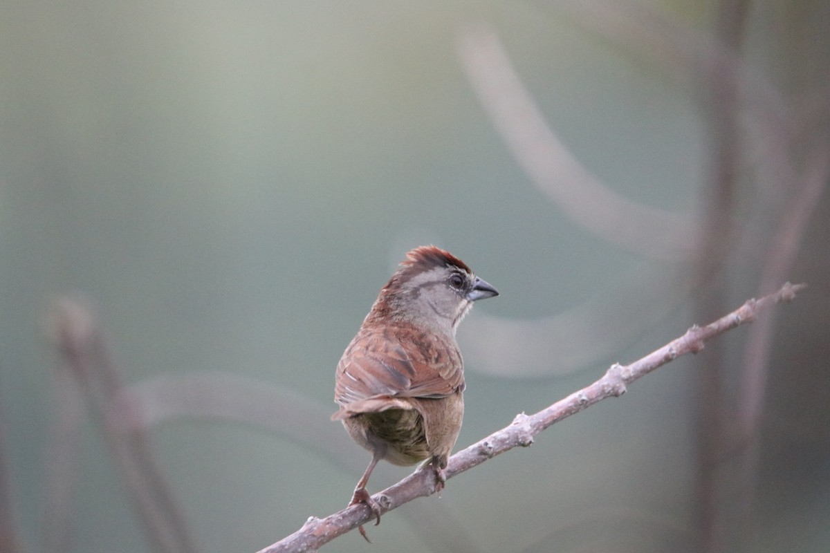 Rusty Sparrow - ML343951451