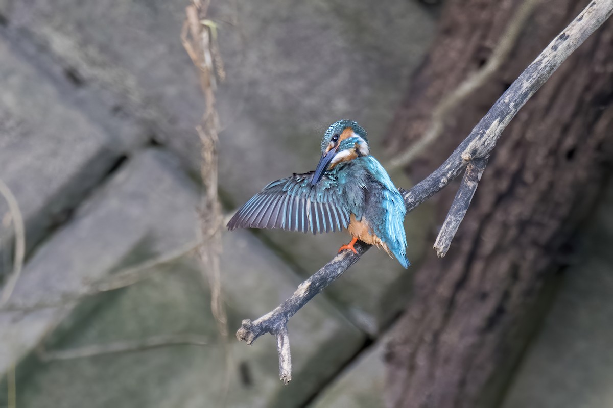 Common Kingfisher - ML343951631