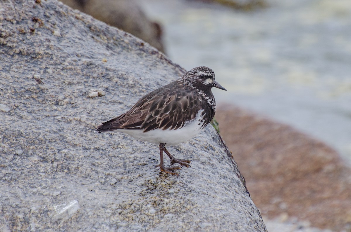 Black Turnstone - Jeff Langford