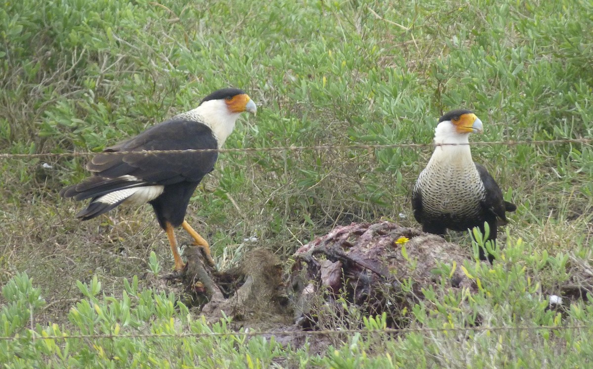 Crested Caracara (Northern) - ML343955231