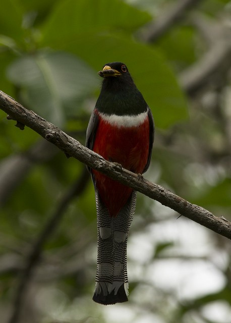 Elegant Trogon - Marcelo Corella