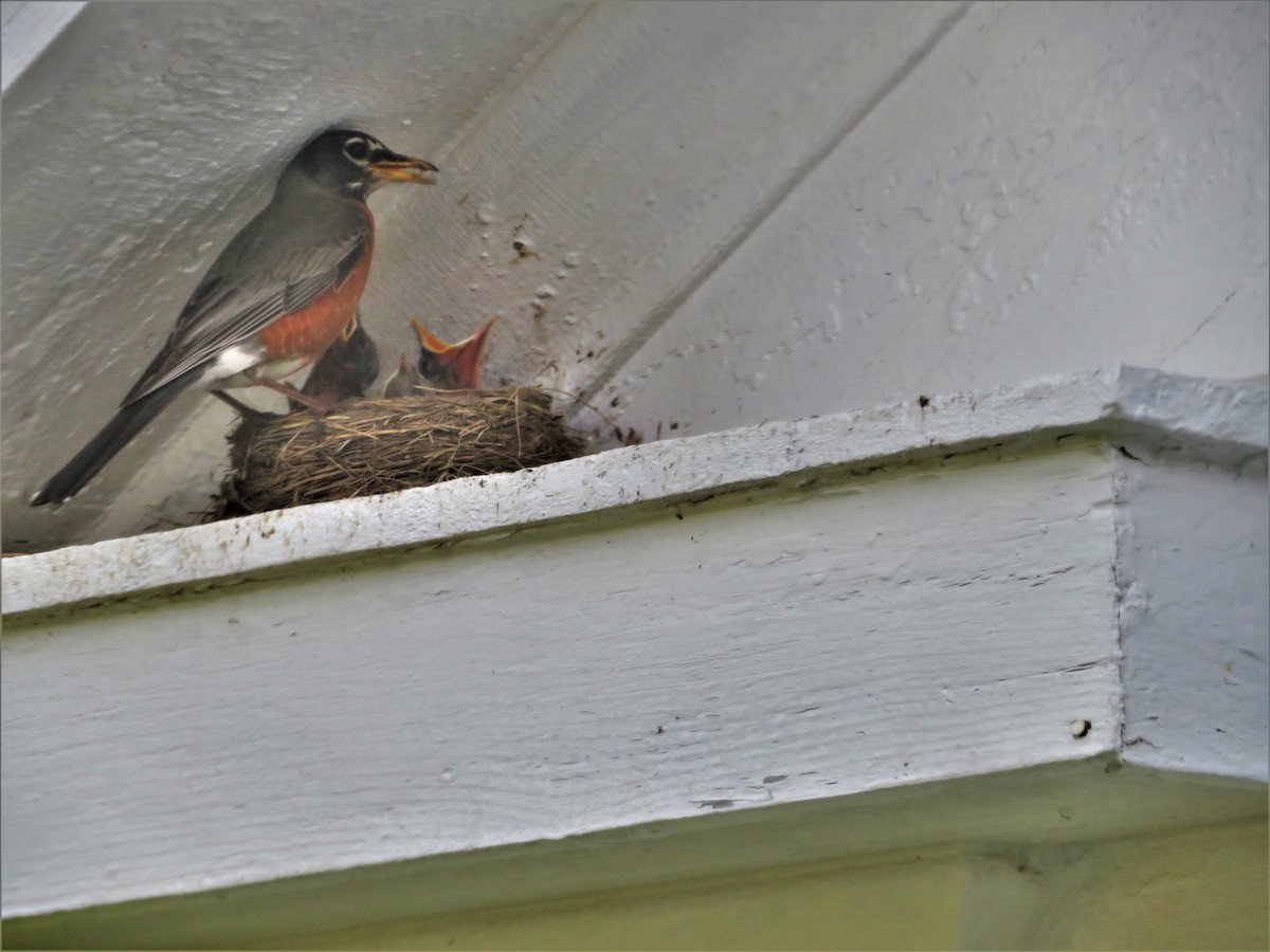 American Robin - ML343956941