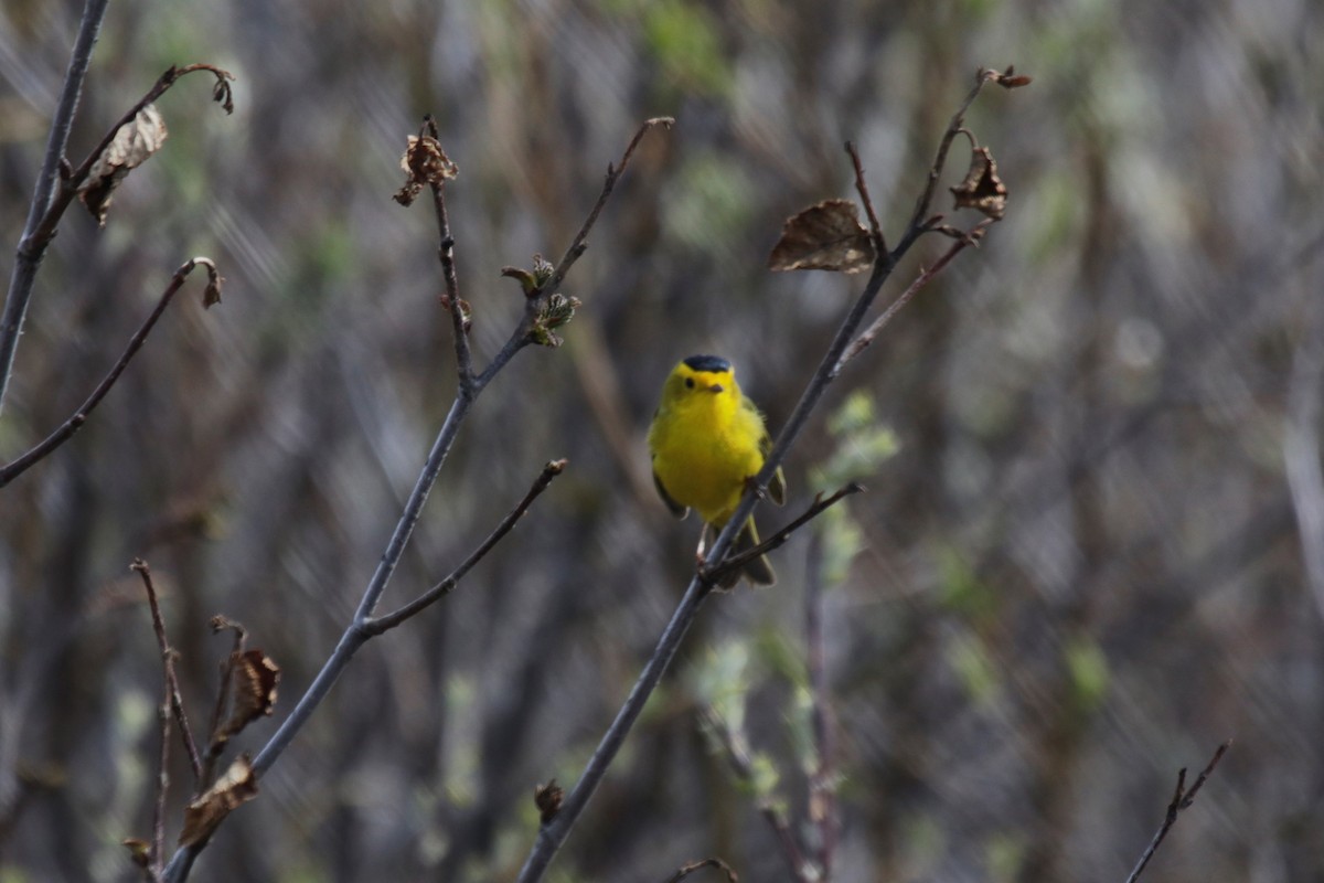 Wilson's Warbler - ML343957811