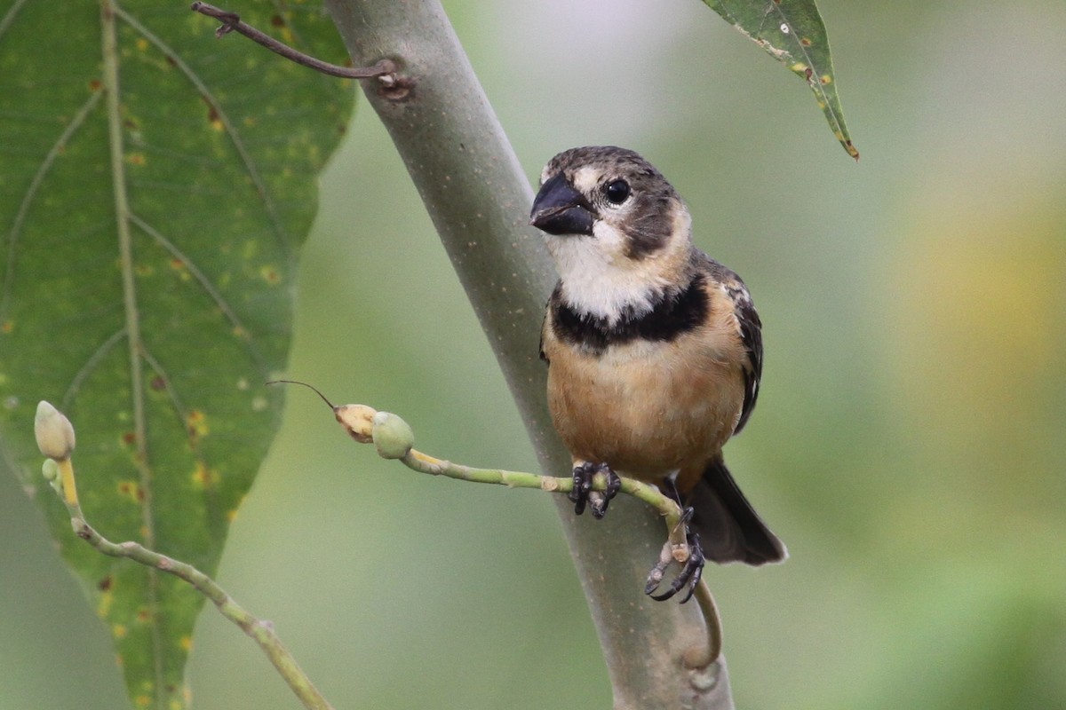 Rusty-collared Seedeater - Andy Jordan