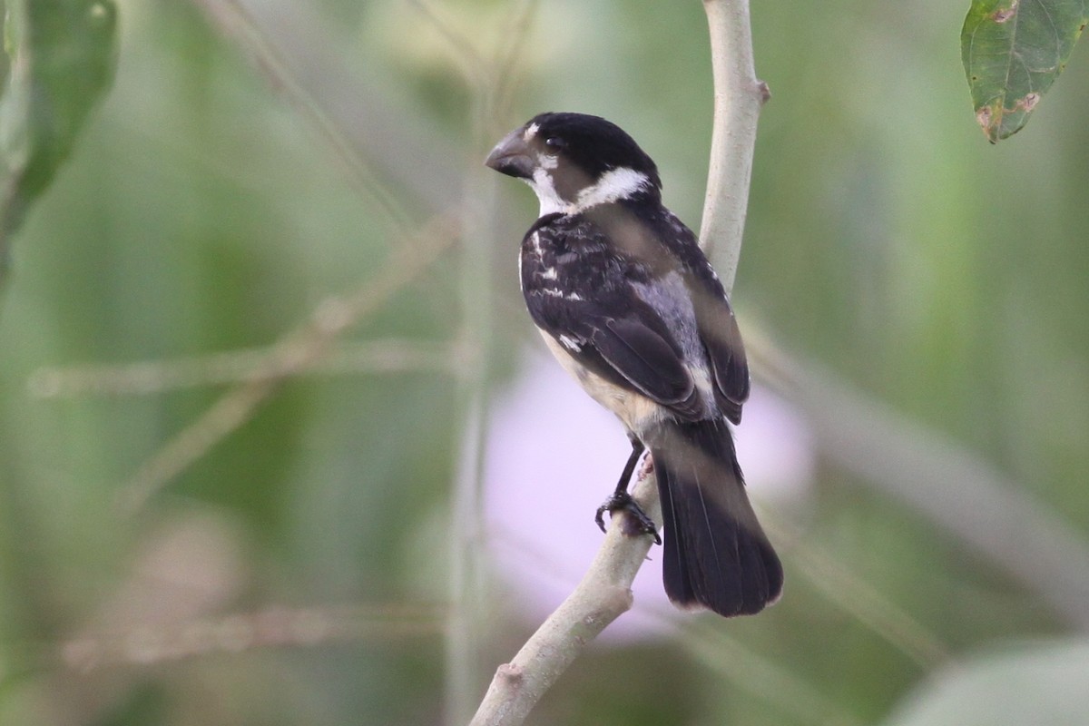 Rusty-collared Seedeater - Andy Jordan