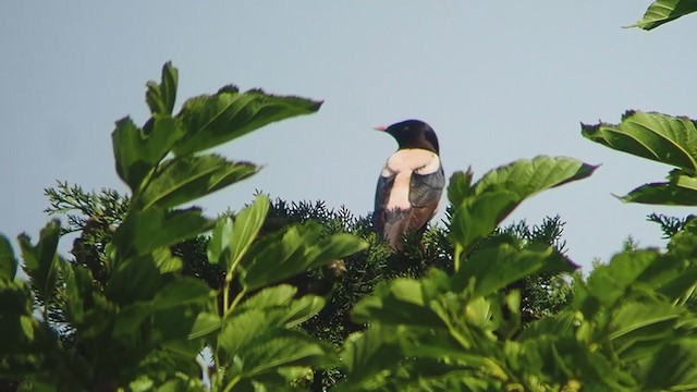 Rosy Starling - ML343958421
