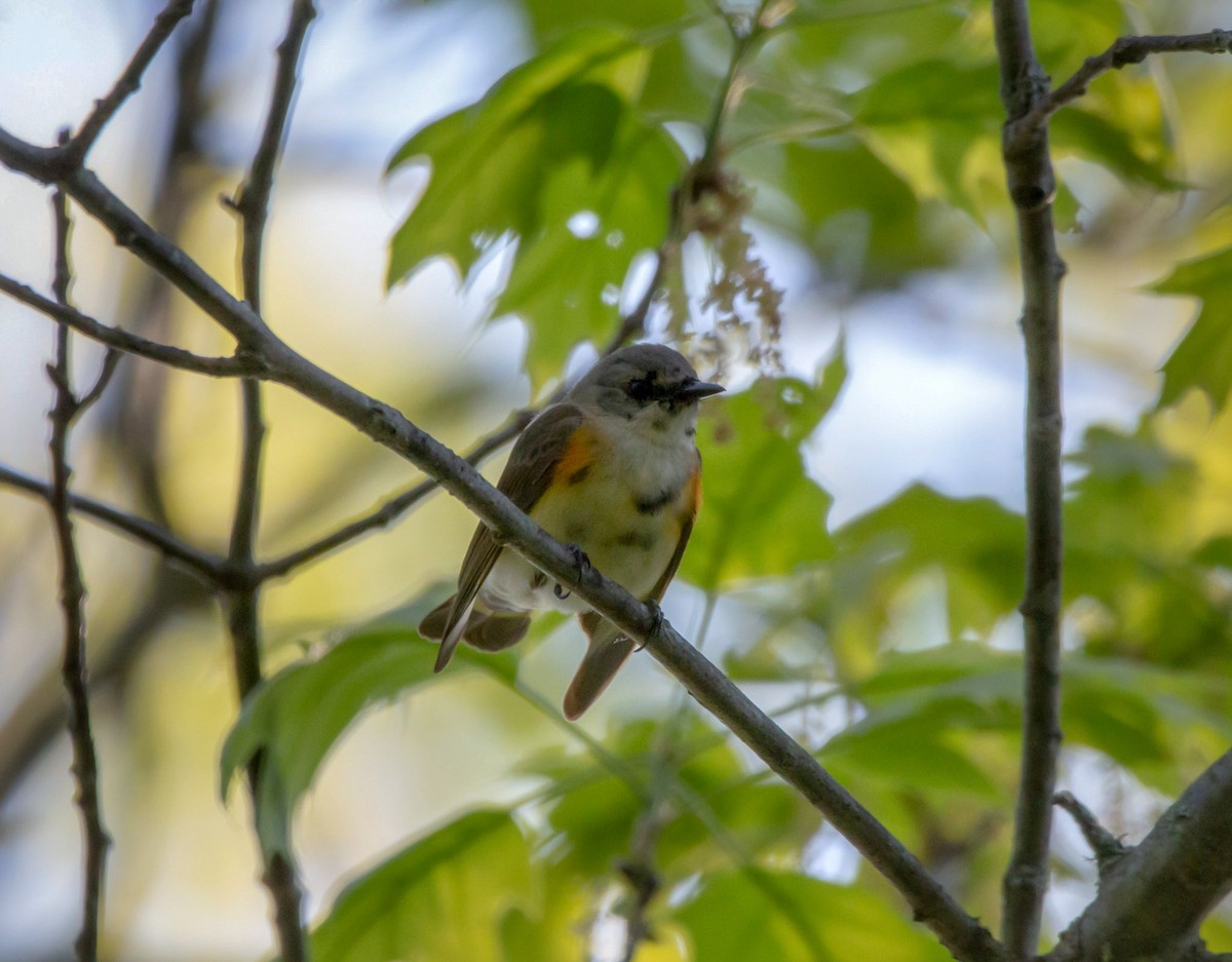 American Redstart - ML343958631