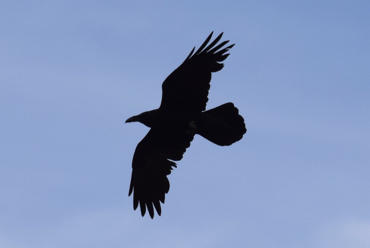 Common Raven - Joe Cochran