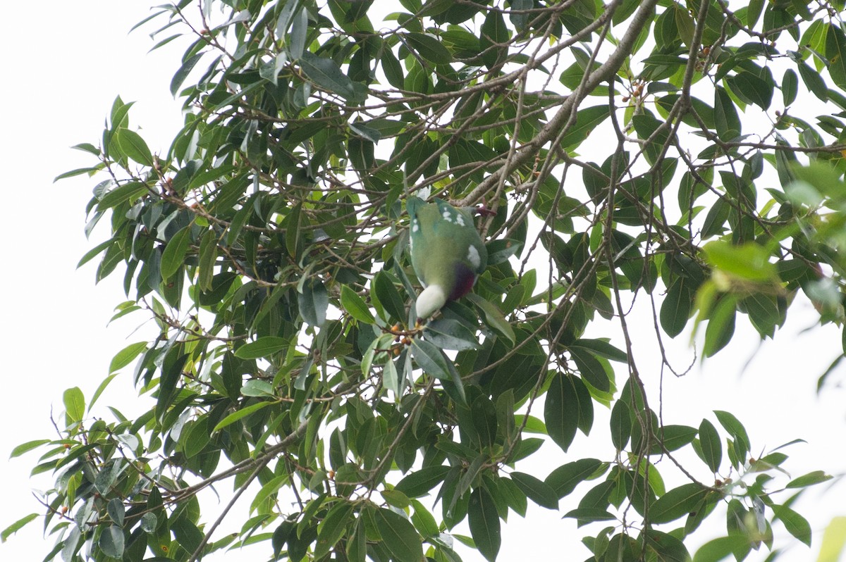 White-headed Fruit-Dove - ML34395881