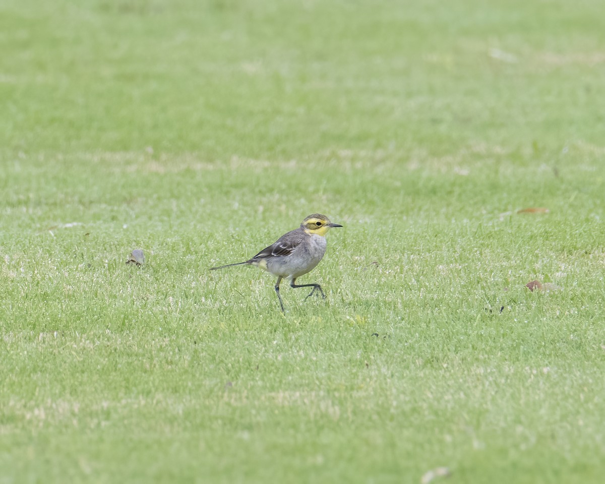 Citrine Wagtail - ML343958961