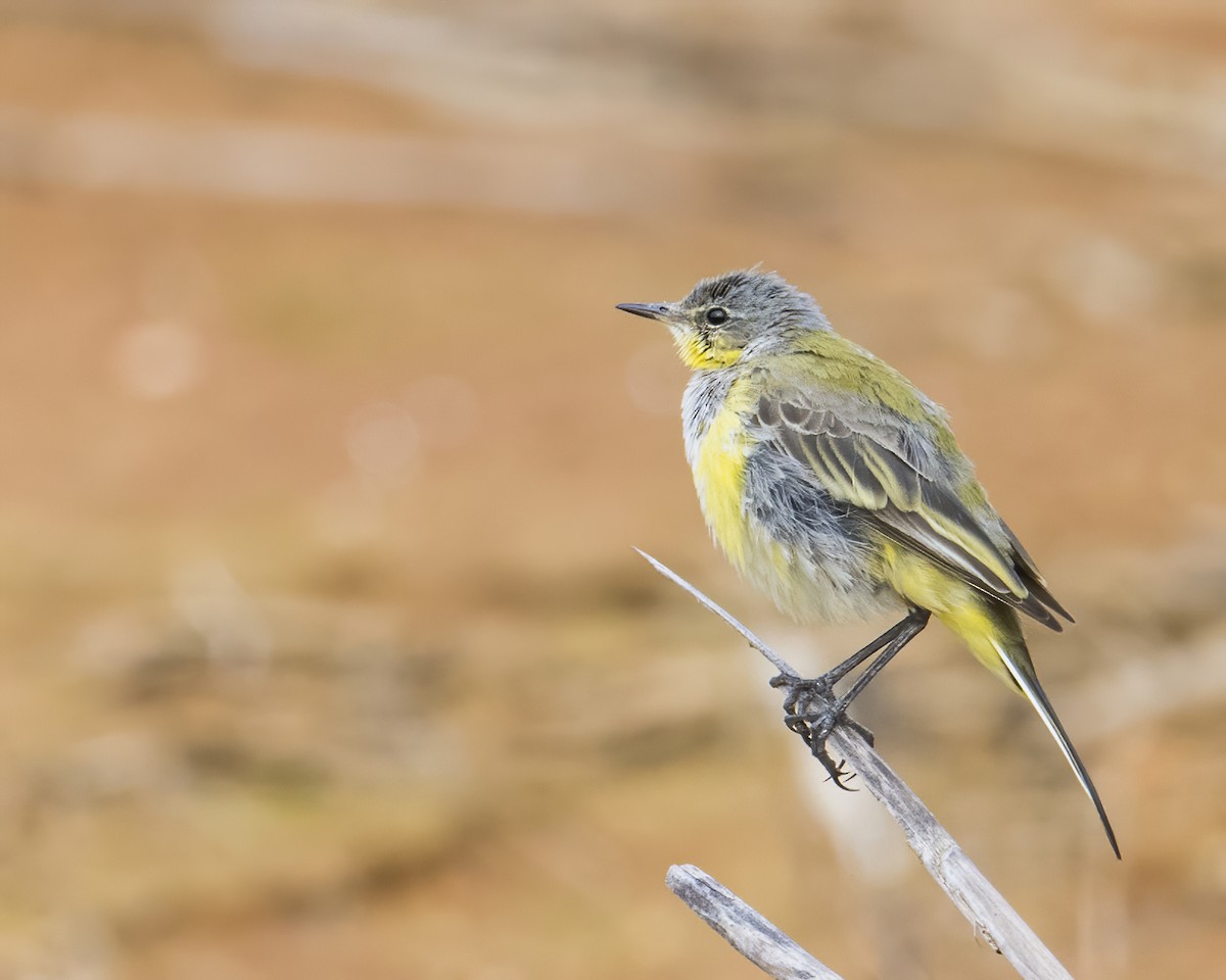 Eastern Yellow Wagtail - ML343959001