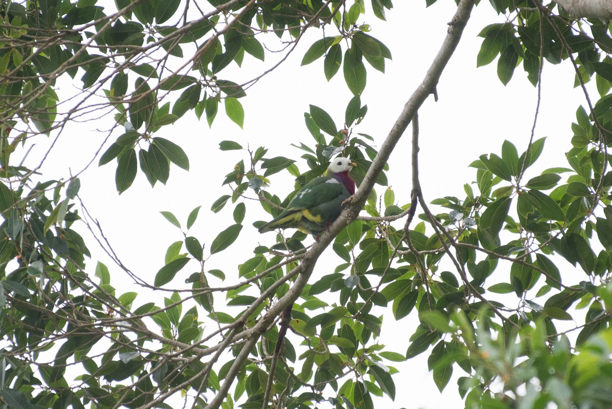 White-headed Fruit-Dove - ML34395901