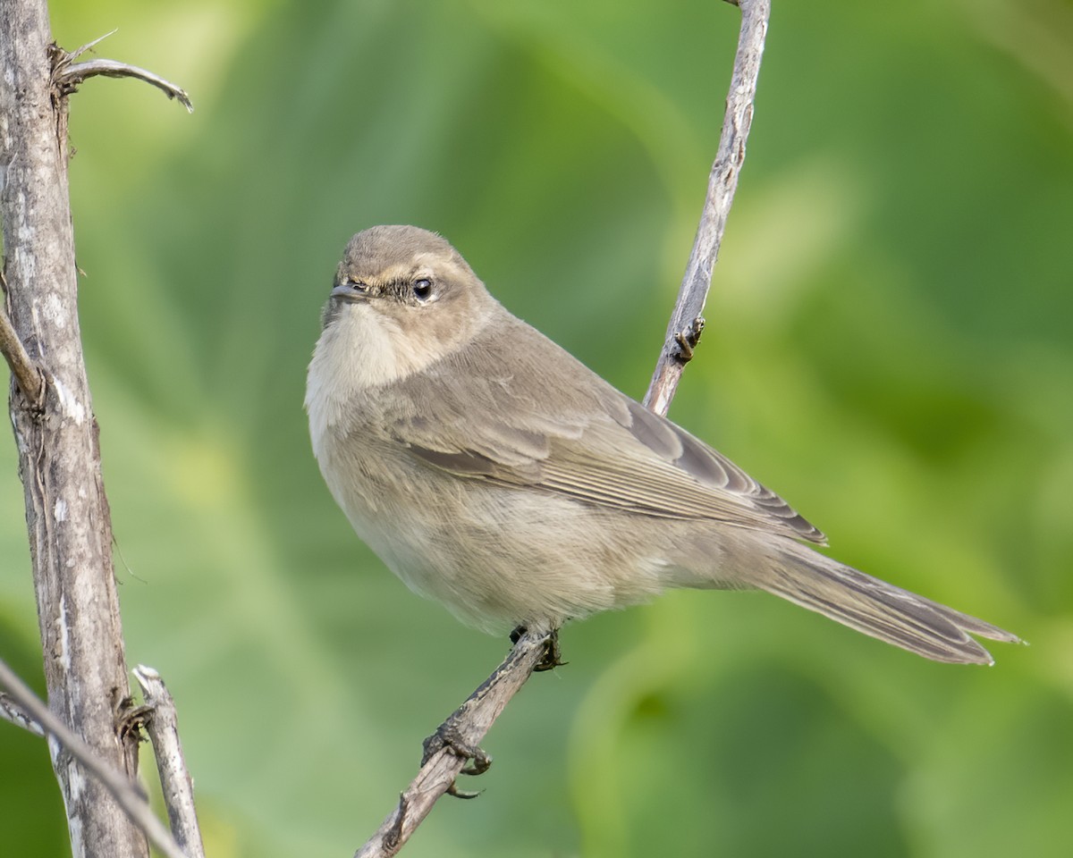 Common Chiffchaff (Siberian) - ML343959081