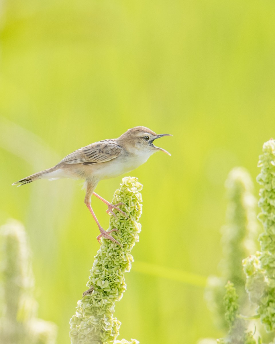 Zitting Cisticola - ML343959091