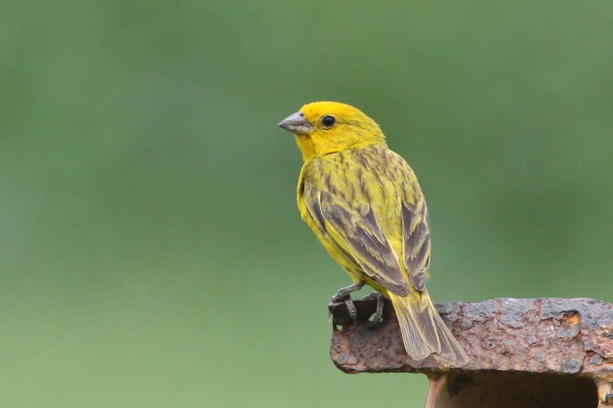 Saffron Finch - ML343959281