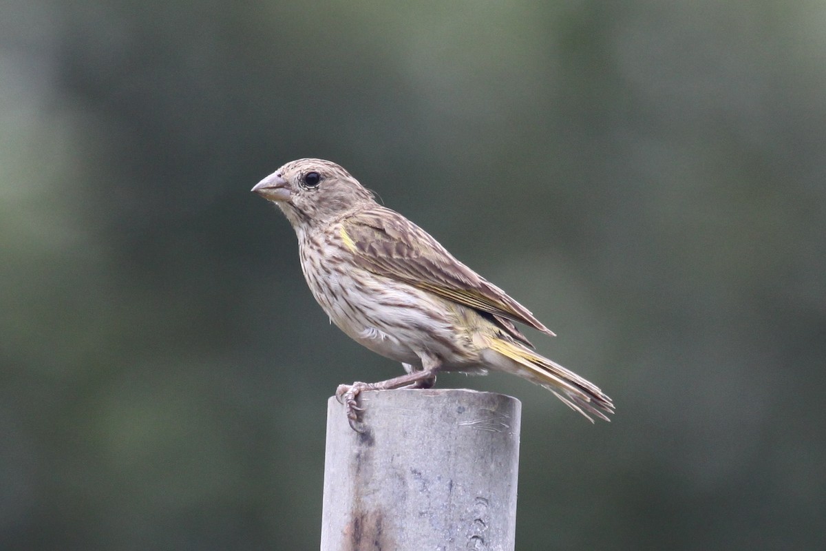 Saffron Finch - ML343959291