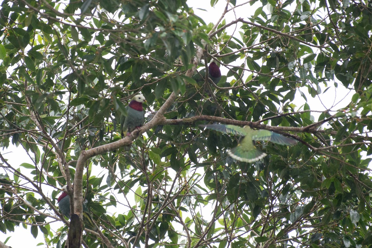 White-headed Fruit-Dove - ML34395971