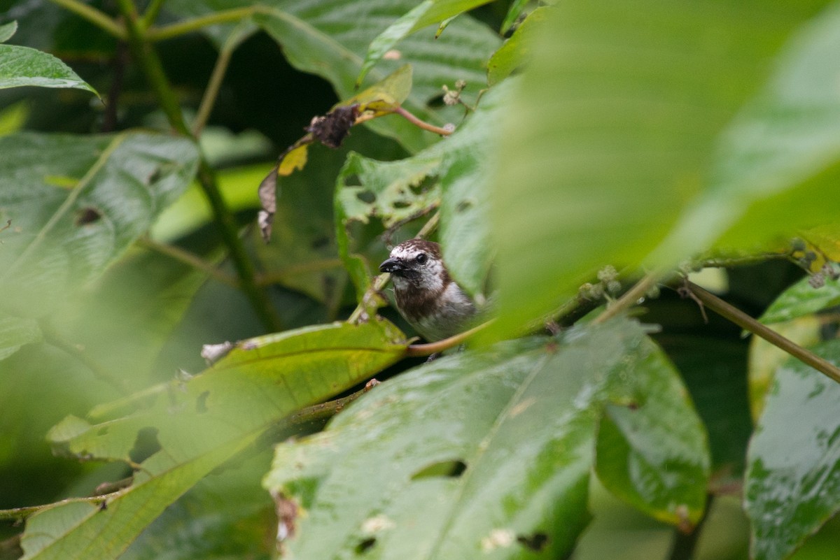 Mottled Flowerpecker - ML34396031