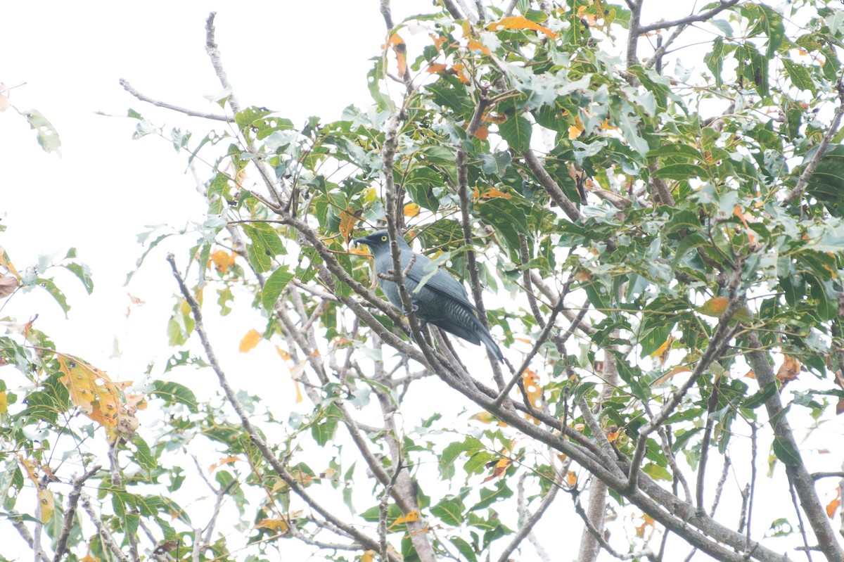 Barred Cuckooshrike - ML34396121