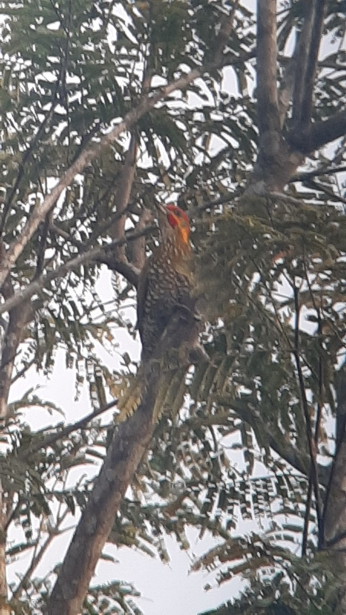 White-throated Woodpecker - ML343963531