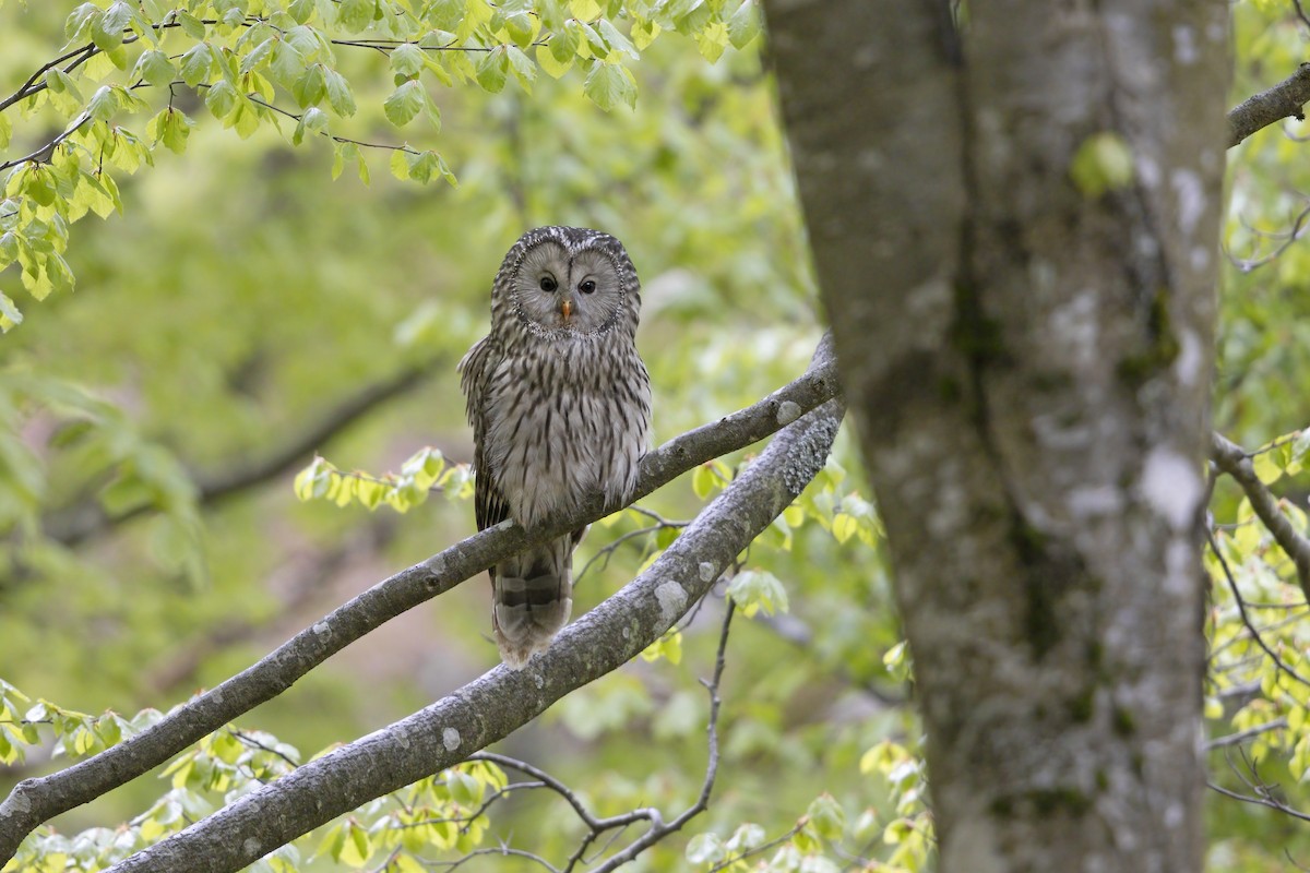 Ural Owl - ML343963931