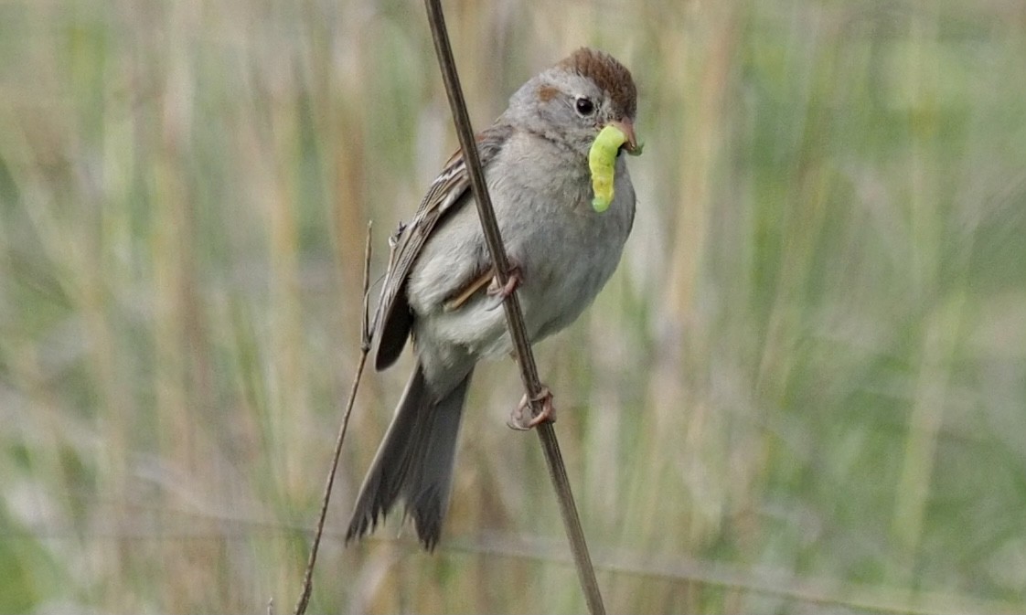 Field Sparrow - ML343964571
